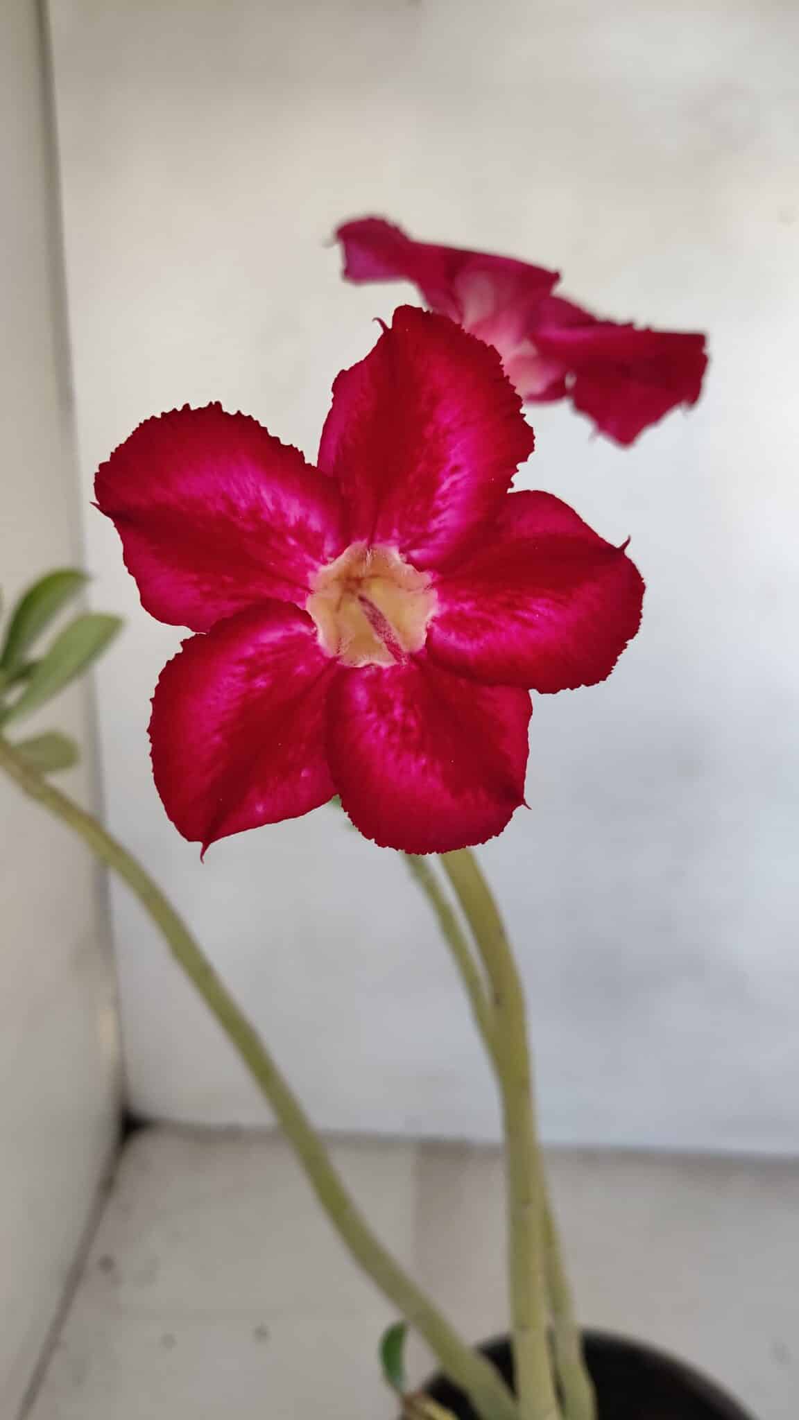 Planta Simples 3110 – 30cm – 02 anos