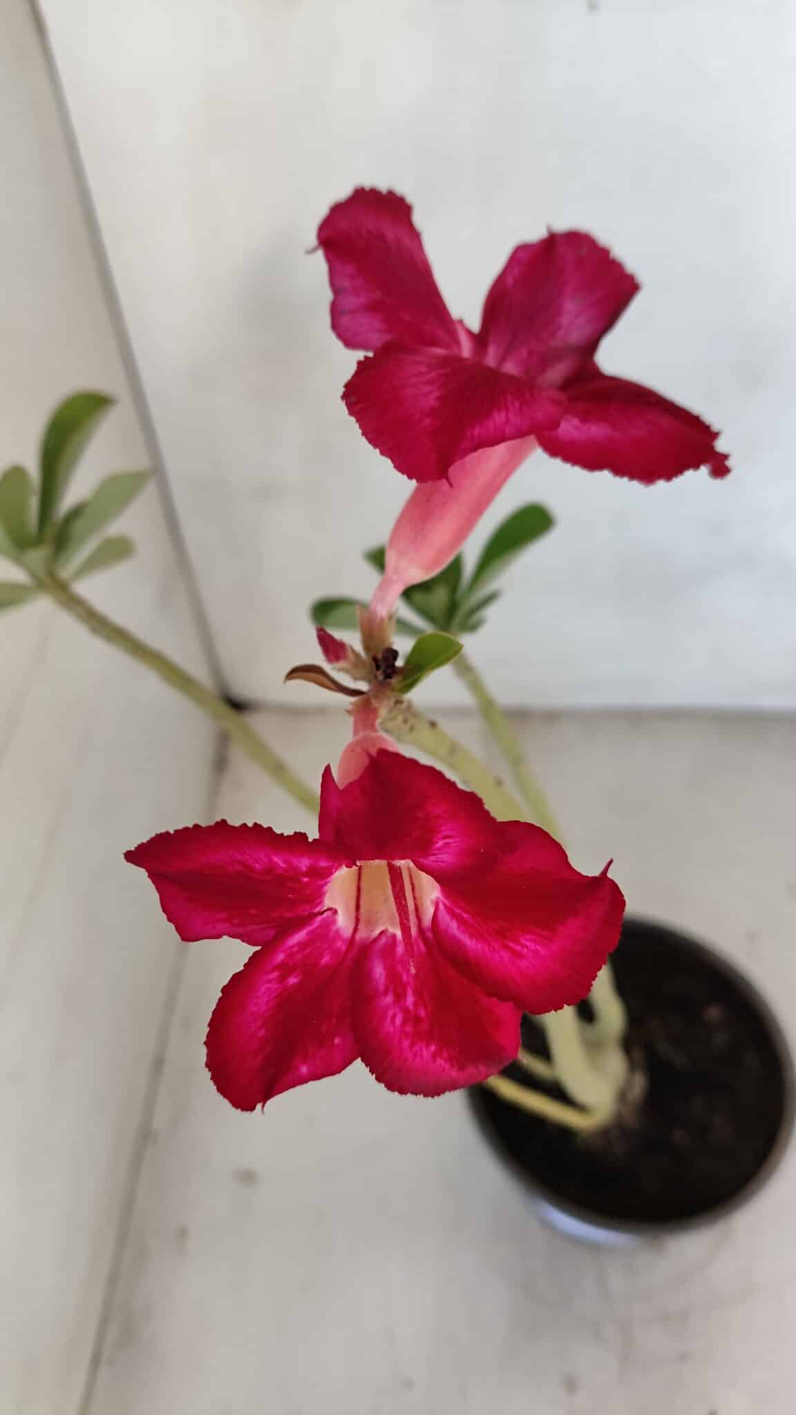 Planta Simples 3110 – 30cm – 02 anos