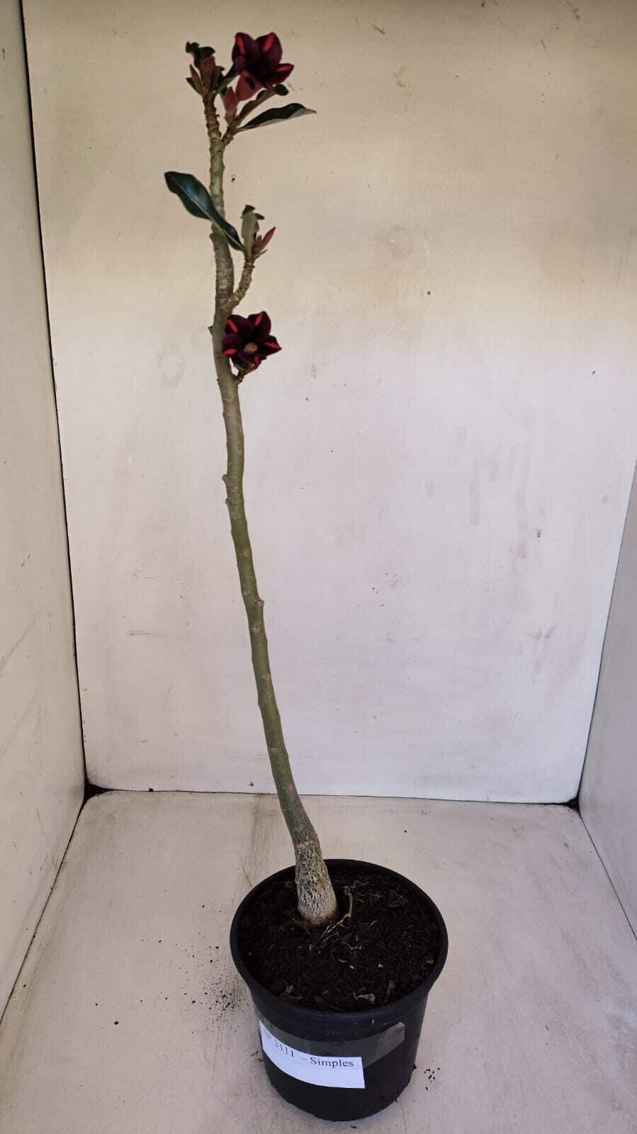 Planta Simples 3111 – 35cm – 02 anos