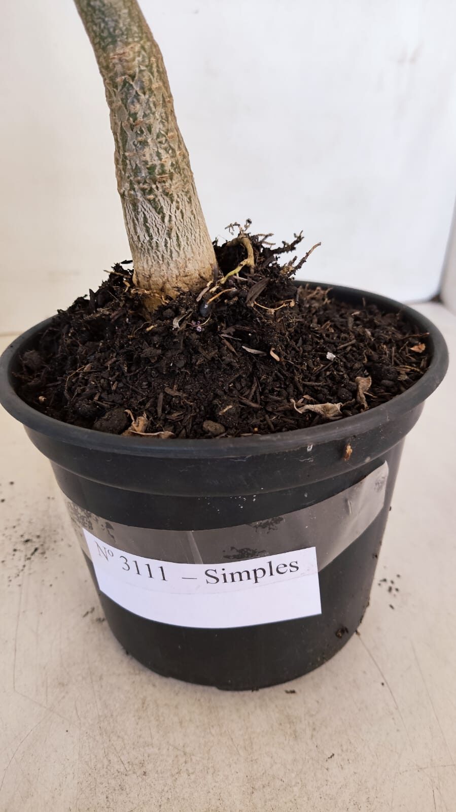 Planta Simples 3111 – 35cm – 02 anos