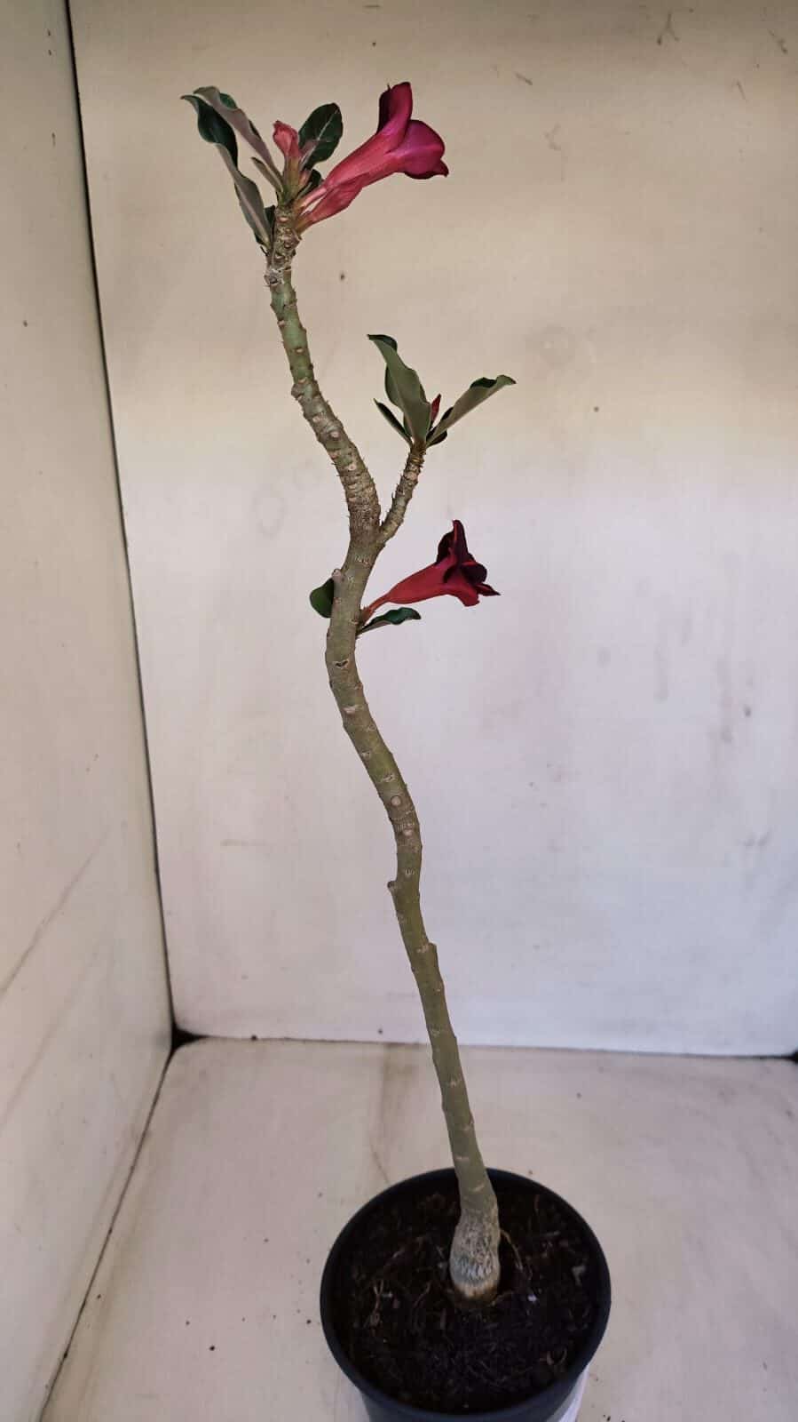 Planta Simples 3111 – 35cm – 02 anos
