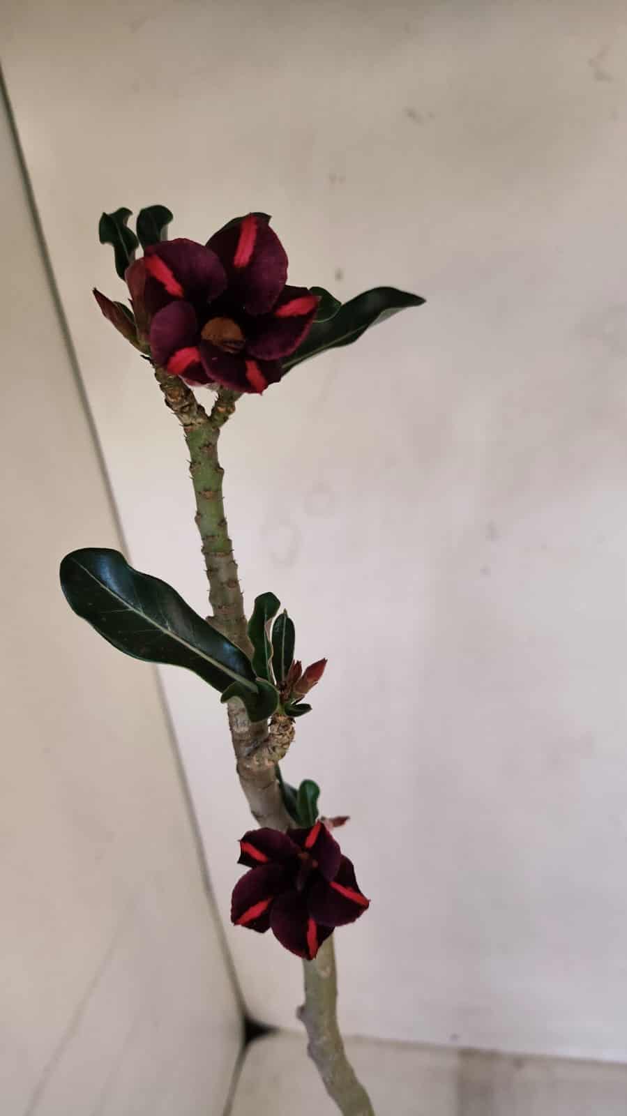 Planta Simples 3111 – 35cm – 02 anos