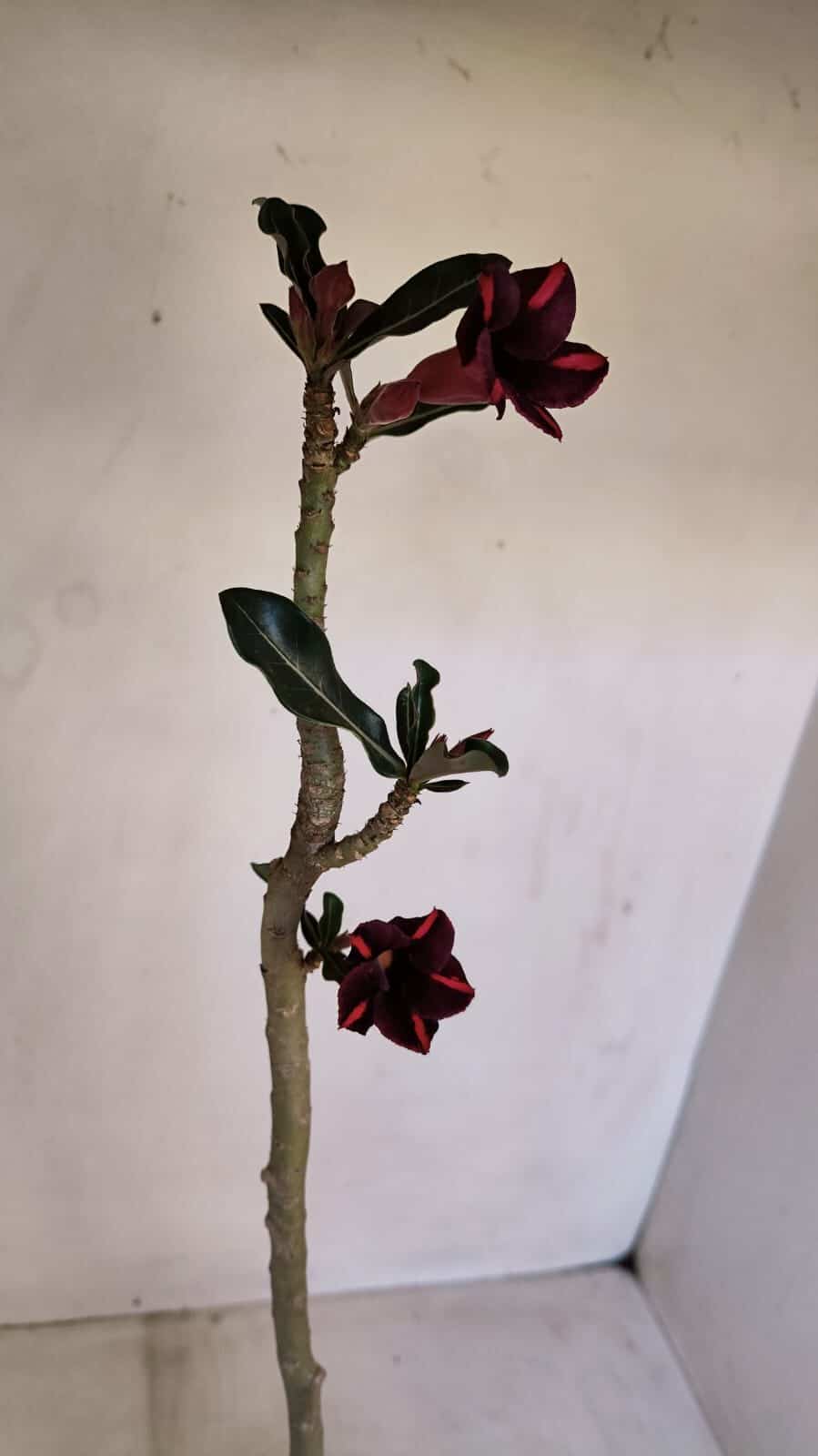 Planta Simples 3111 – 35cm – 02 anos