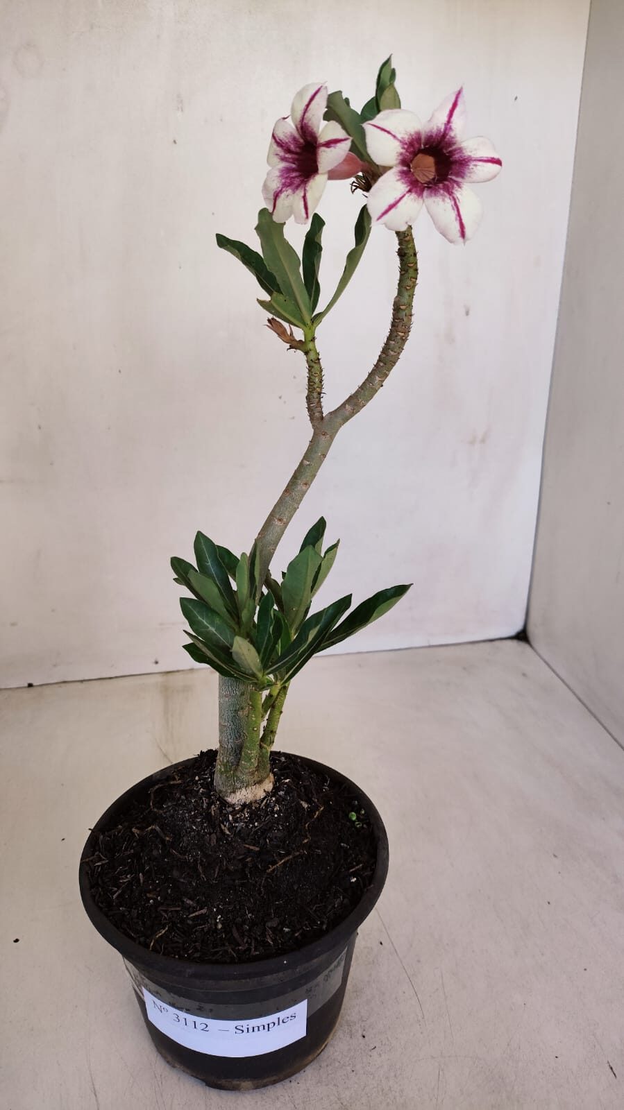 Planta Simples 3112 – 30cm – 02 anos