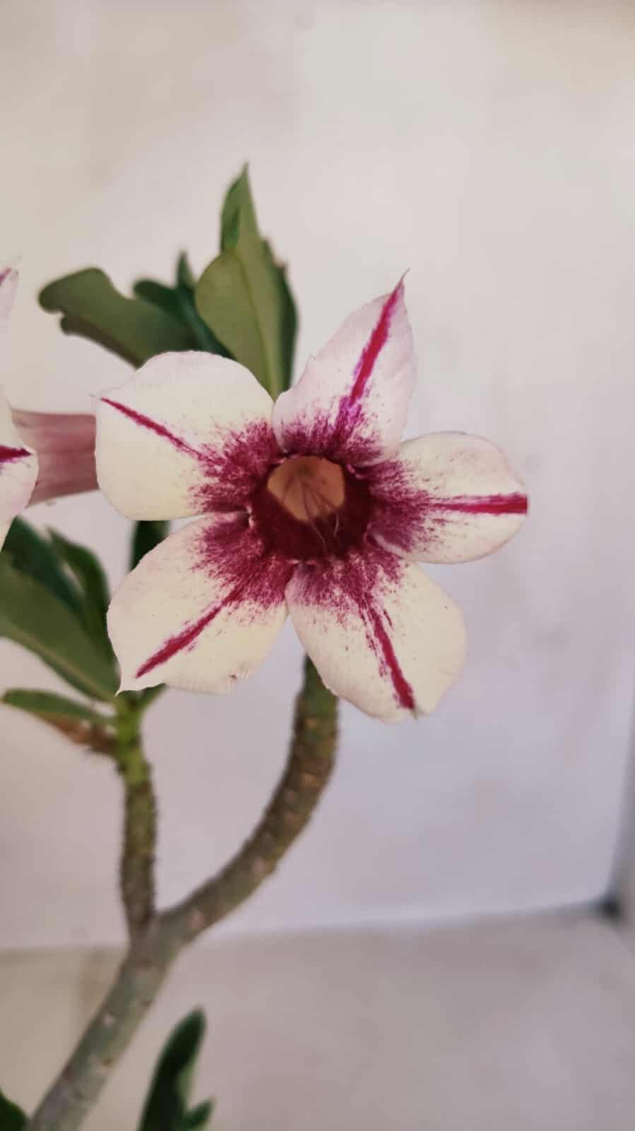 Planta Simples 3112 – 30cm – 02 anos