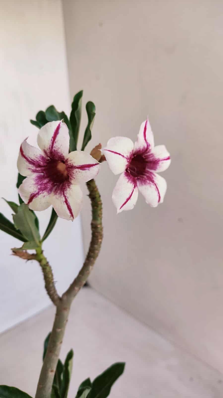 Planta Simples 3112 – 30cm – 02 anos