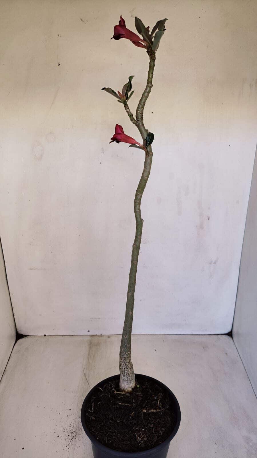 Planta Simples 3112 – 30cm – 02 anos