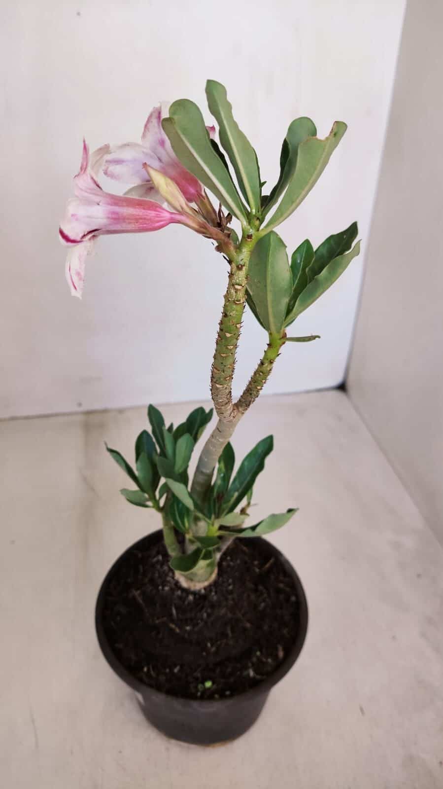 Planta Simples 3112 – 30cm – 02 anos