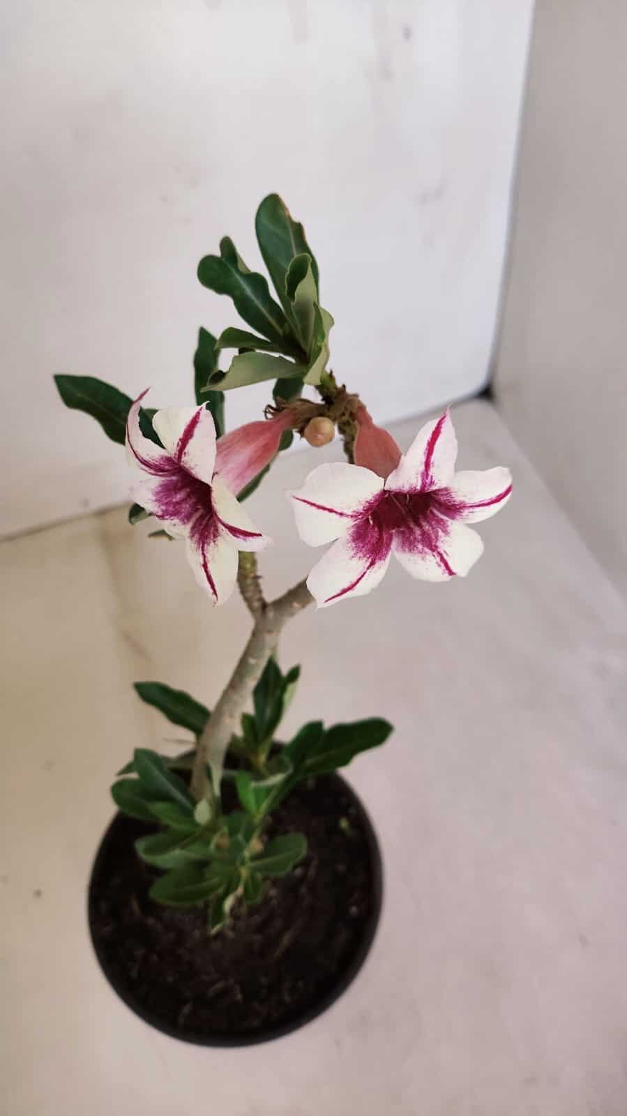 Planta Simples 3112 – 30cm – 02 anos