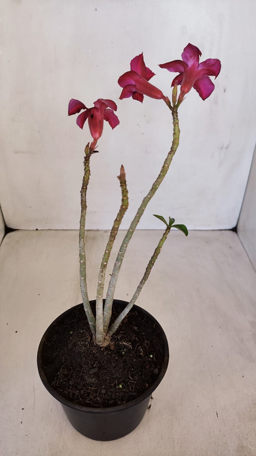 Planta Simples 3113 – 30cm – 02 anos