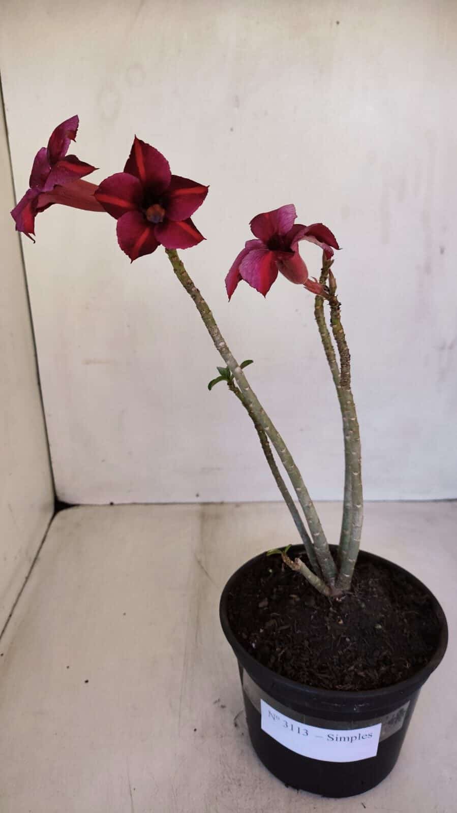 Planta Simples 3113 – 30cm – 02 anos