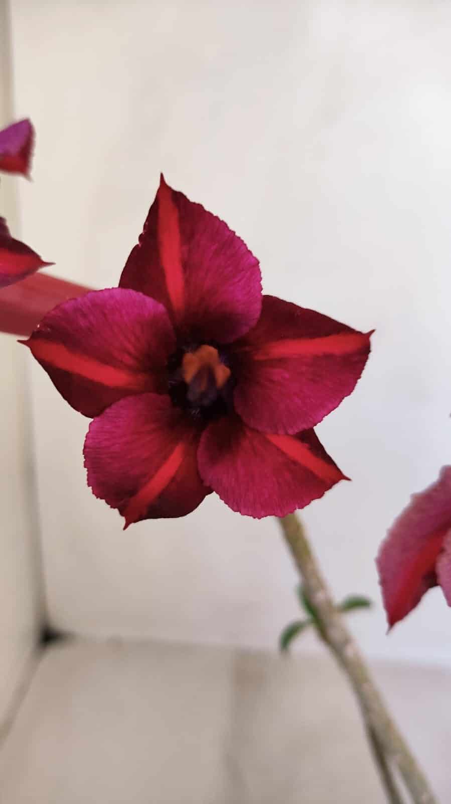 Planta Simples 3113 – 30cm – 02 anos