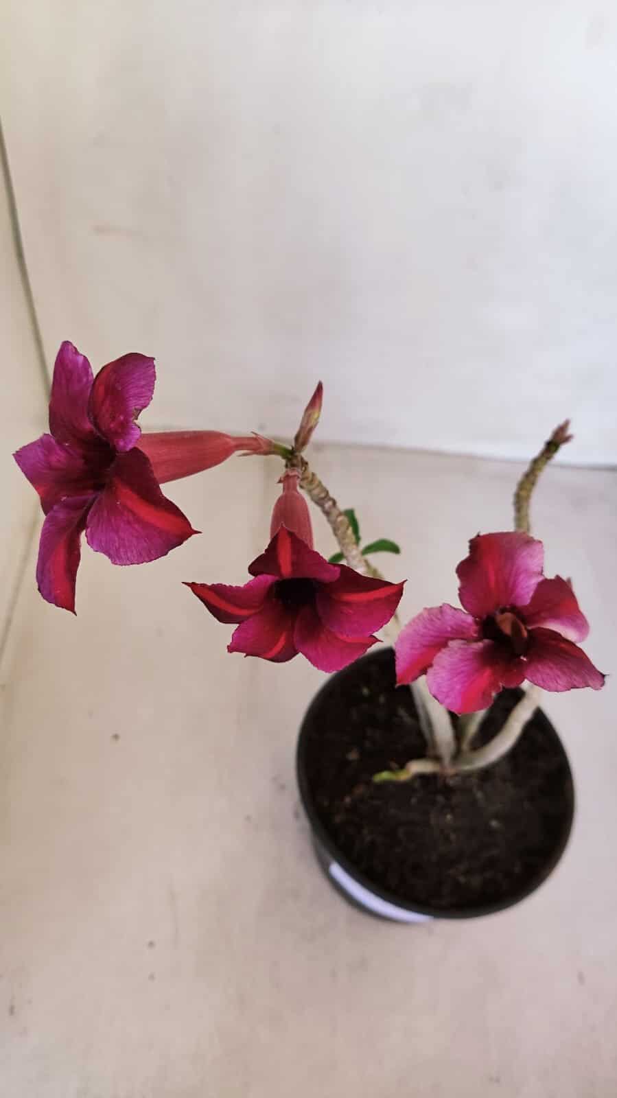 Planta Simples 3113 – 30cm – 02 anos