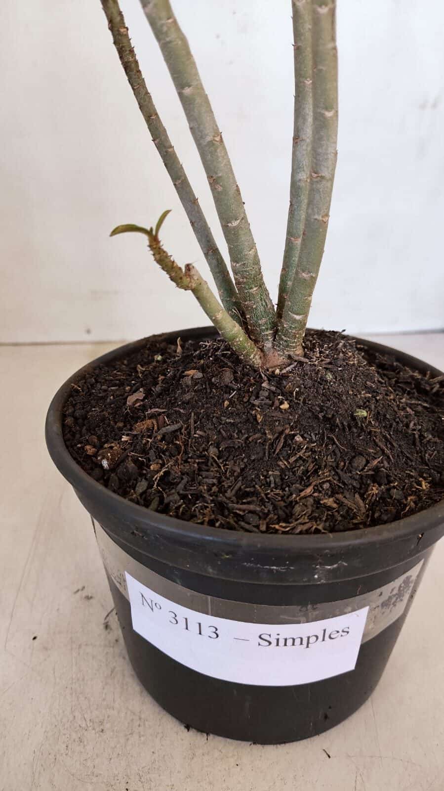 Planta Simples 3113 – 30cm – 02 anos