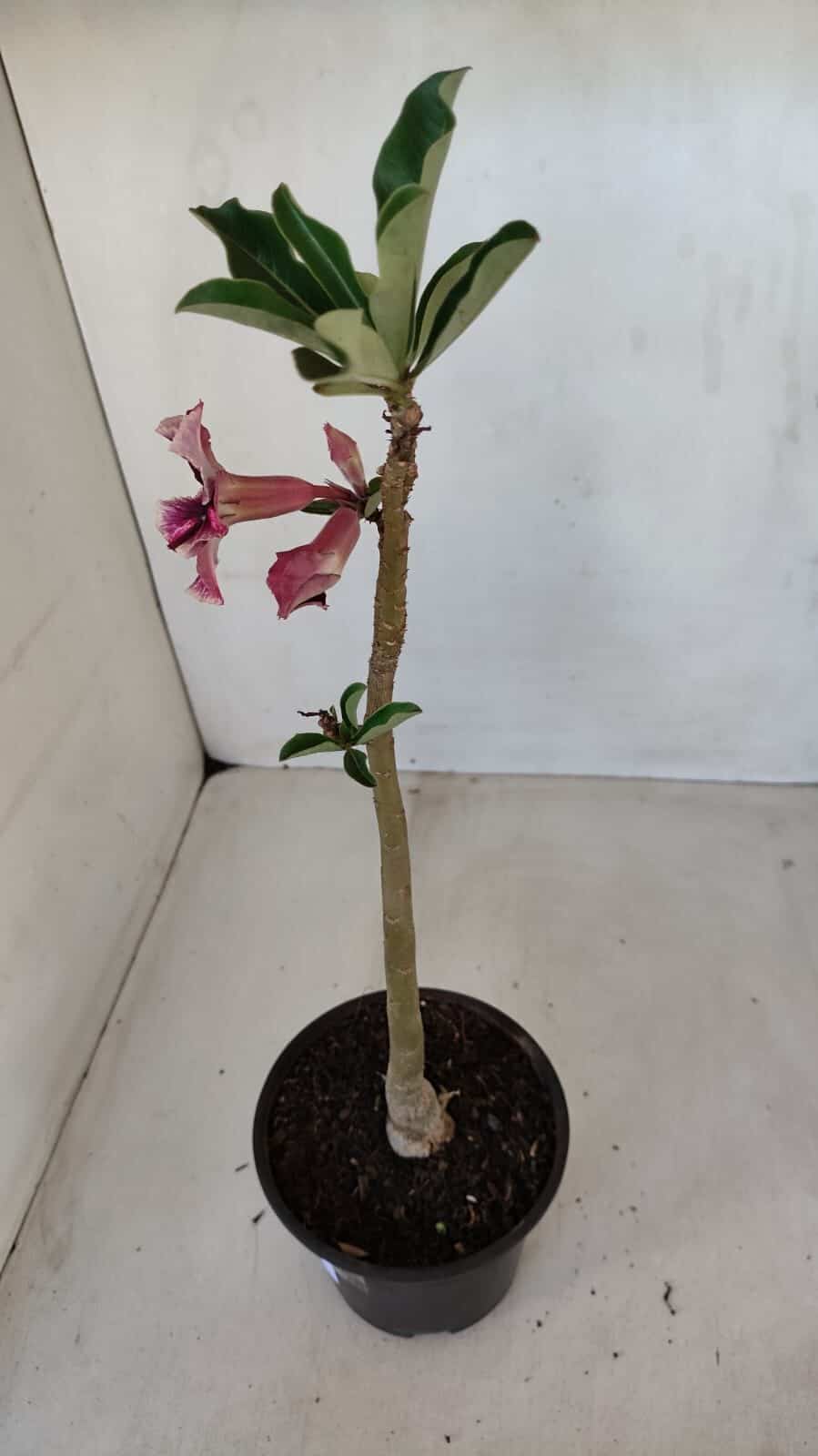 Planta Simples 3115 – 35cm – 03 anos
