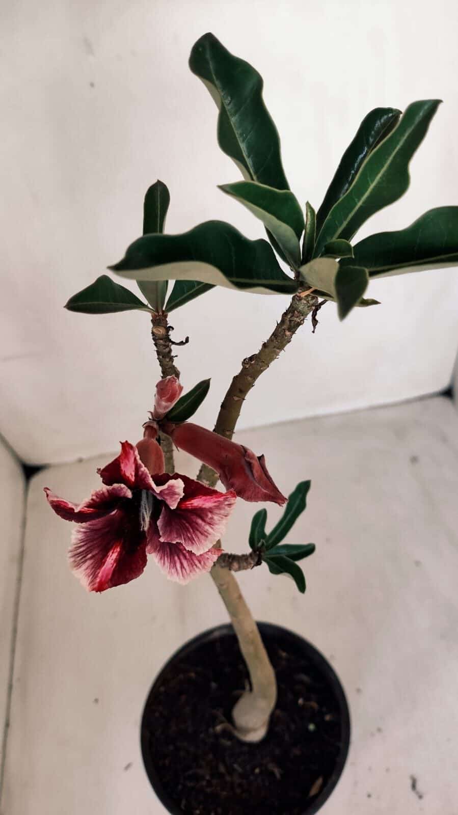 Planta Simples 3115 – 35cm – 03 anos
