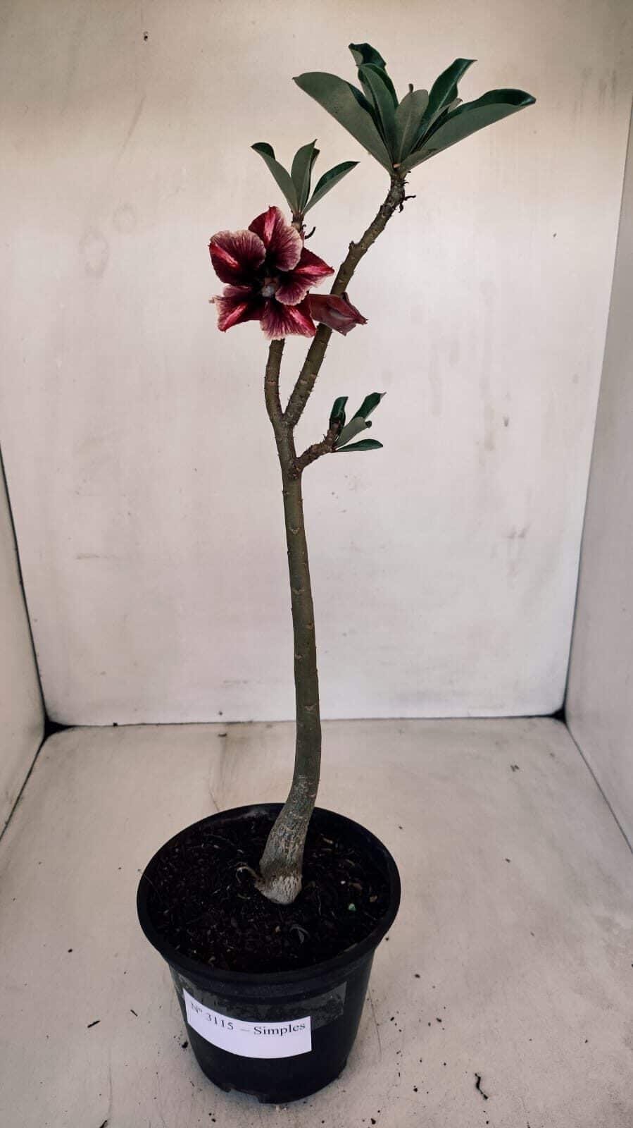 Planta Simples 3115 – 35cm – 03 anos
