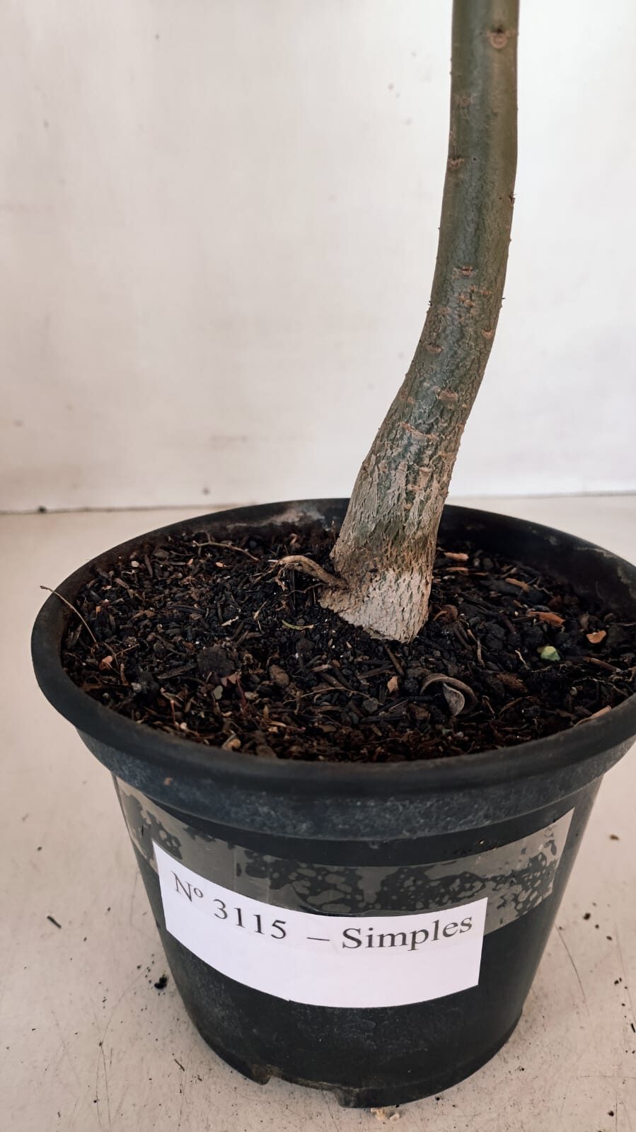 Planta Simples 3115 – 35cm – 03 anos