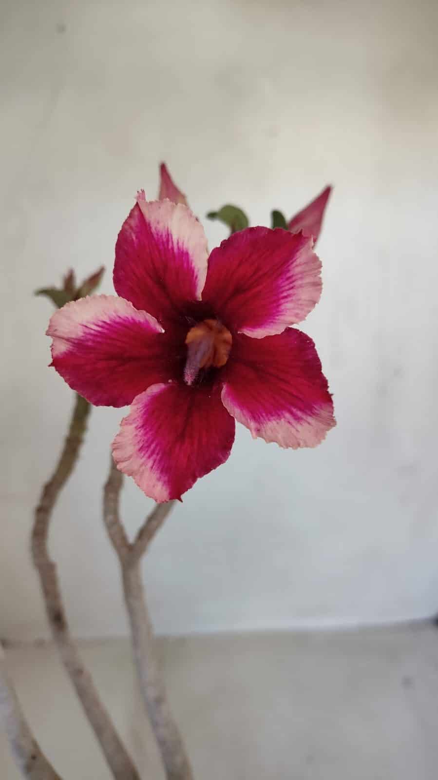 Planta Simples 3116 – 40cm – 03 anos