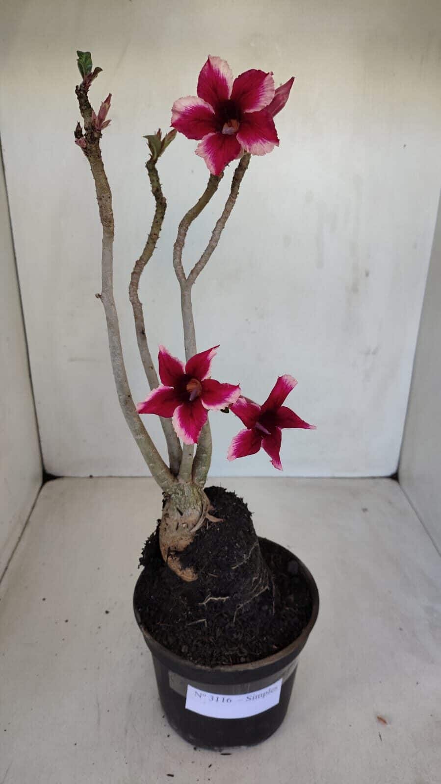 Planta Simples 3116 – 40cm – 03 anos