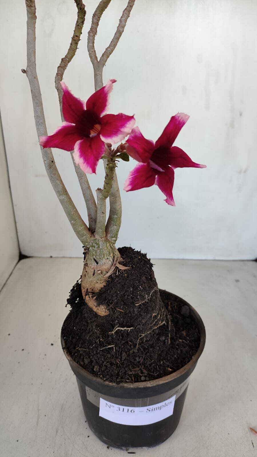 Planta Simples 3116 – 40cm – 03 anos