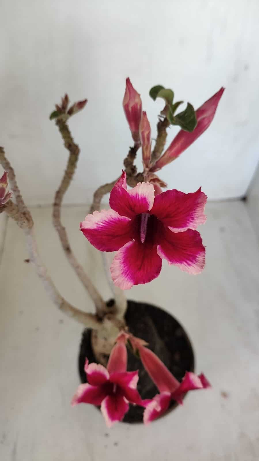 Planta Simples 3116 – 40cm – 03 anos