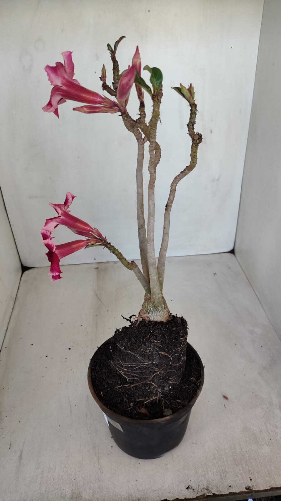 Planta Simples 3116 – 40cm – 03 anos