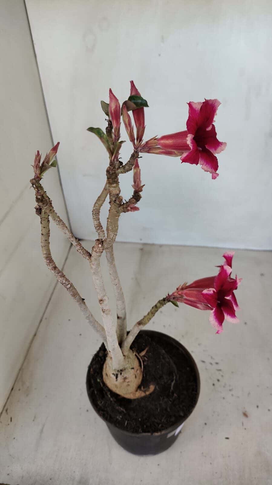 Planta Simples 3116 – 40cm – 03 anos