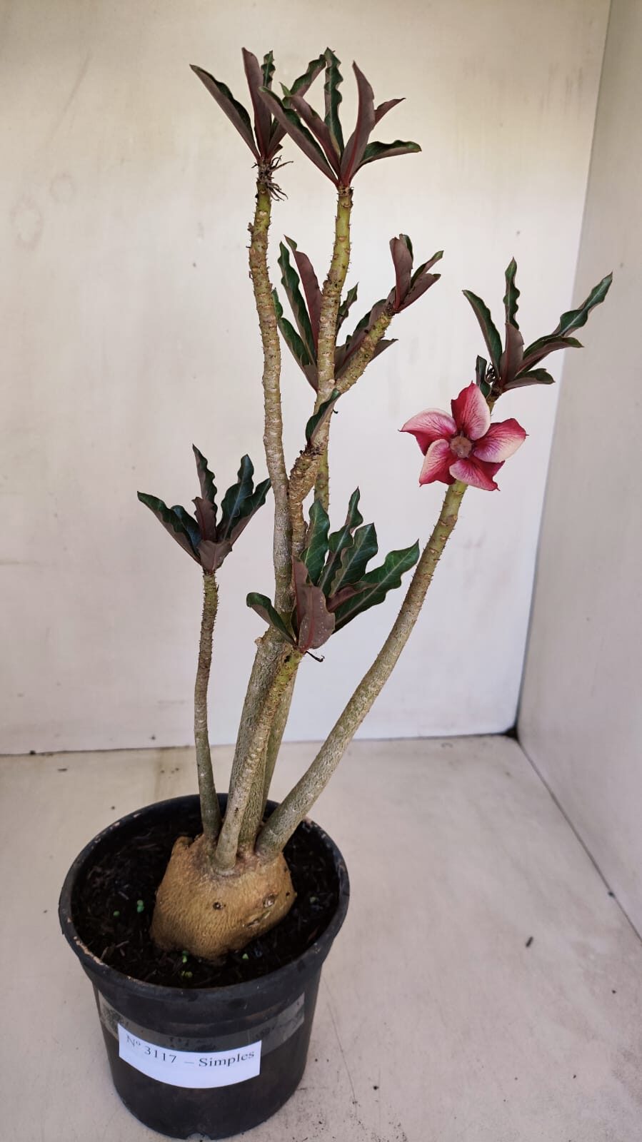 Planta Simples 3117 – 40cm – 03 anos