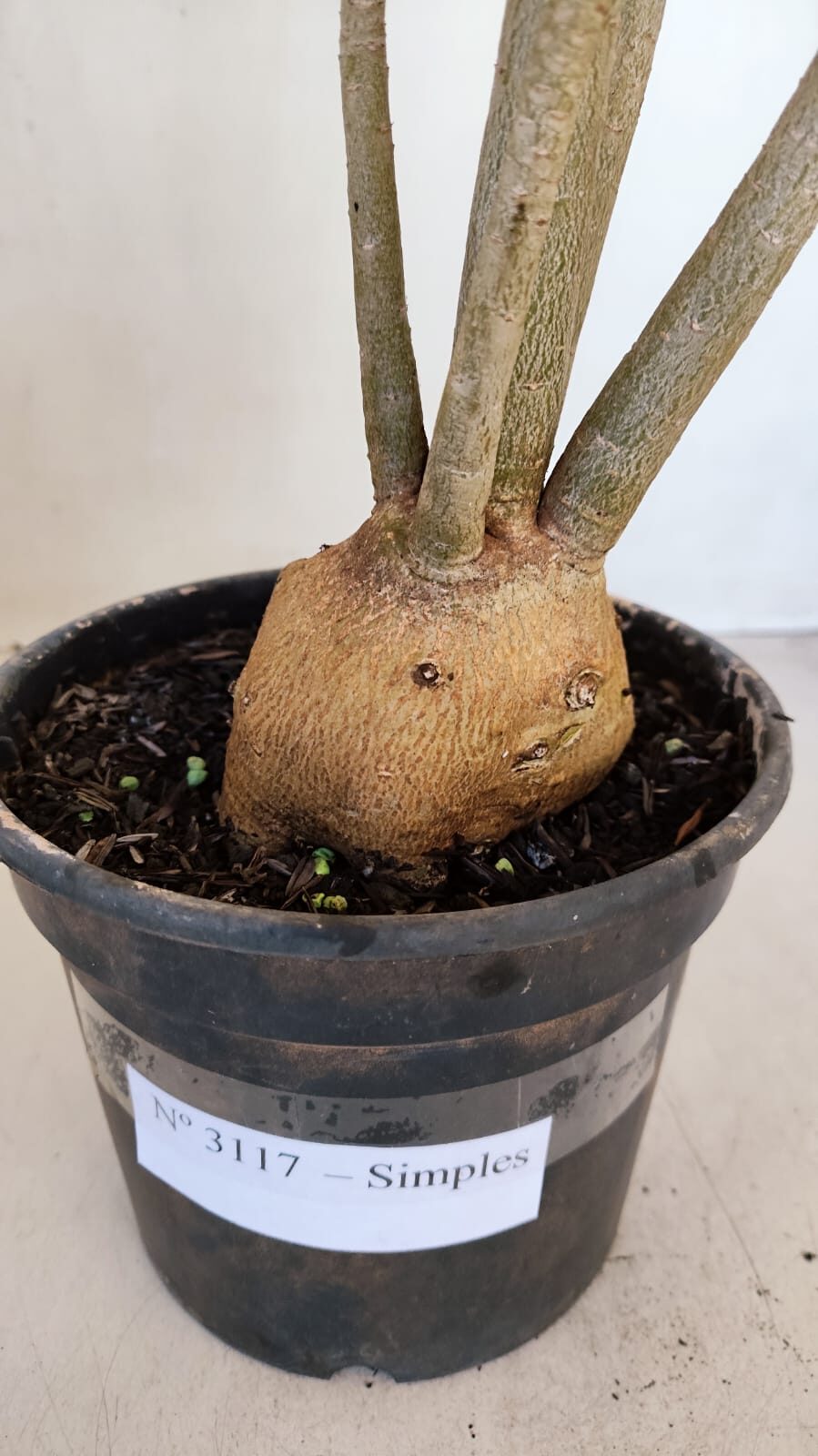 Planta Simples 3117 – 40cm – 03 anos