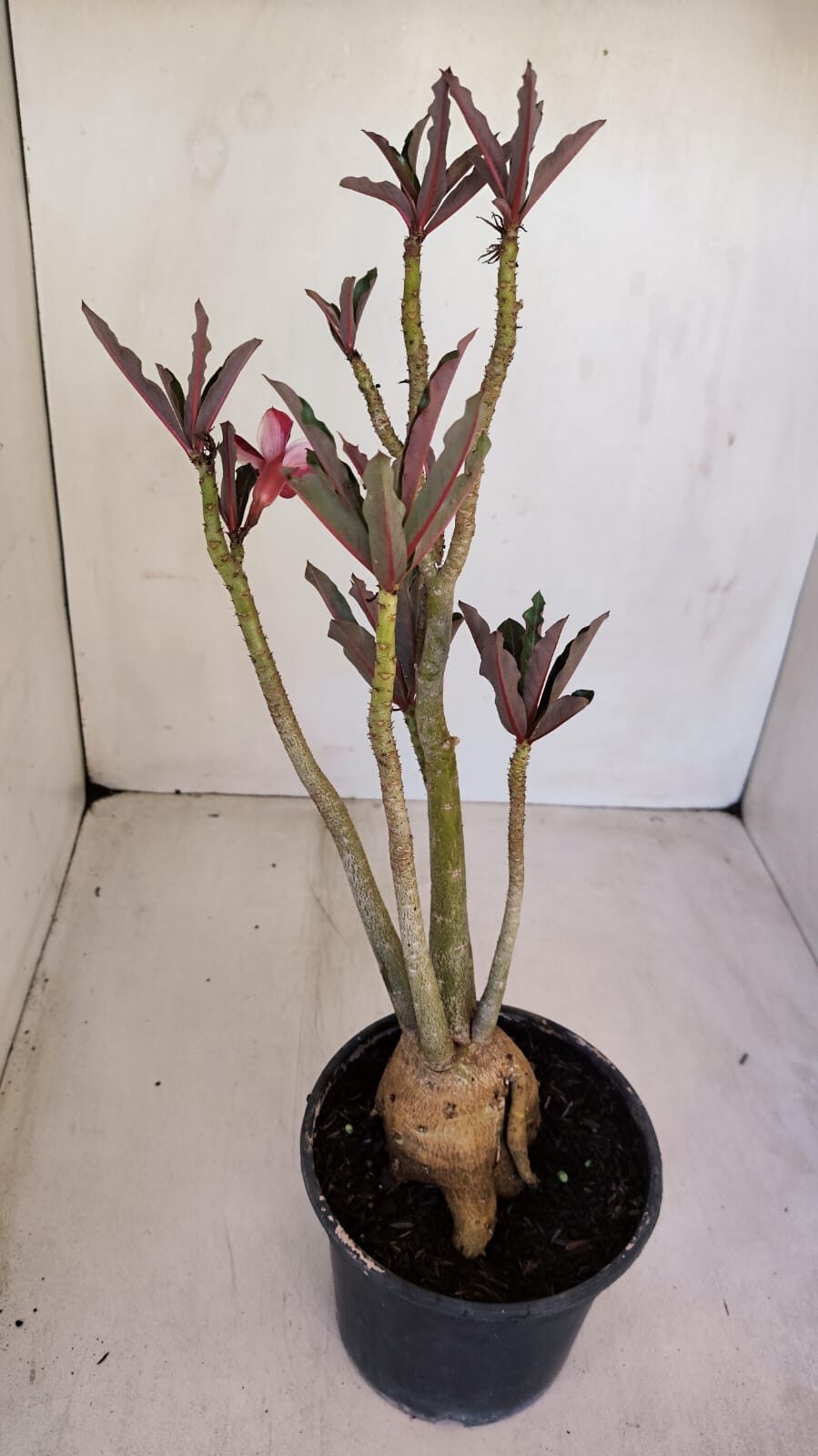 Planta Simples 3117 – 40cm – 03 anos