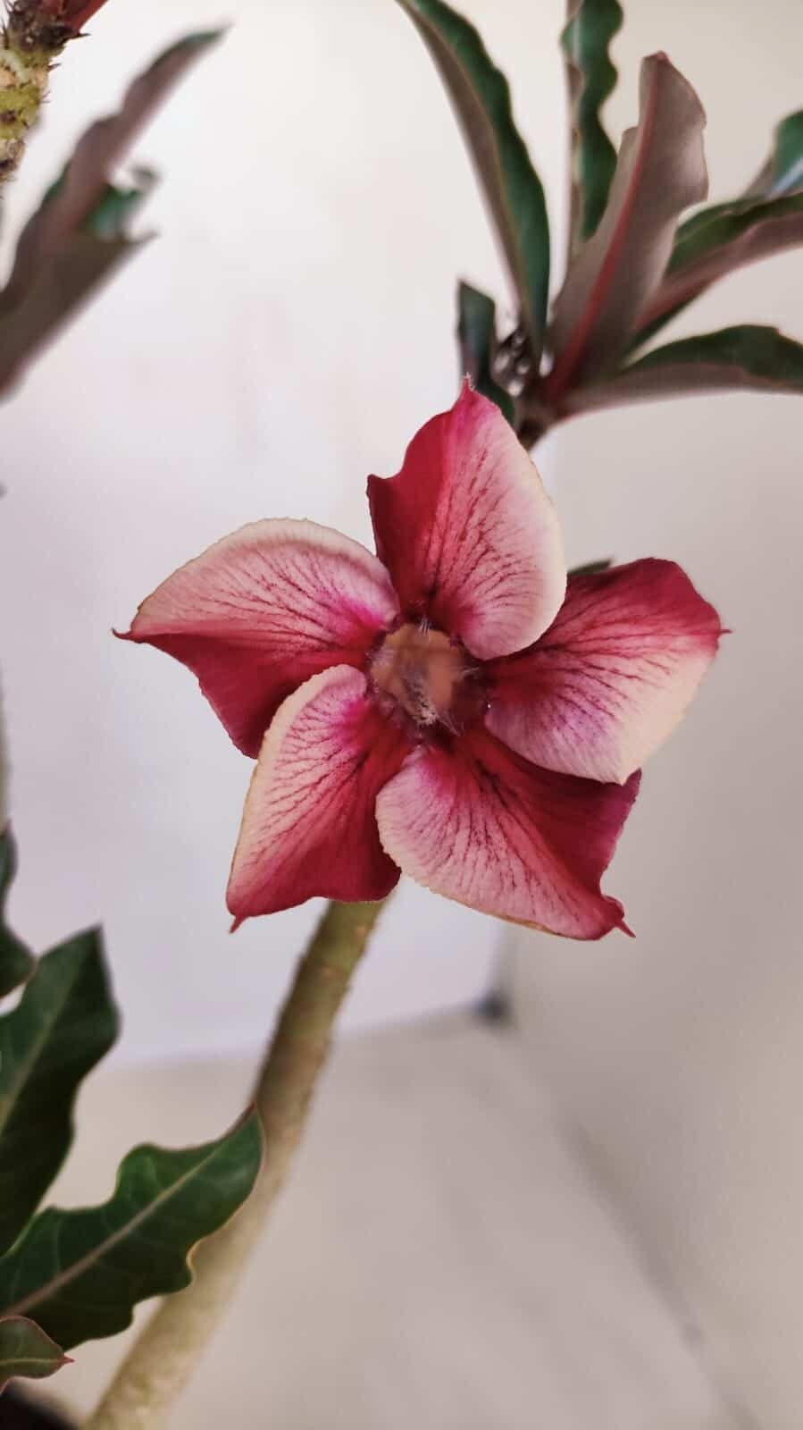 Planta Simples 3117 – 40cm – 03 anos