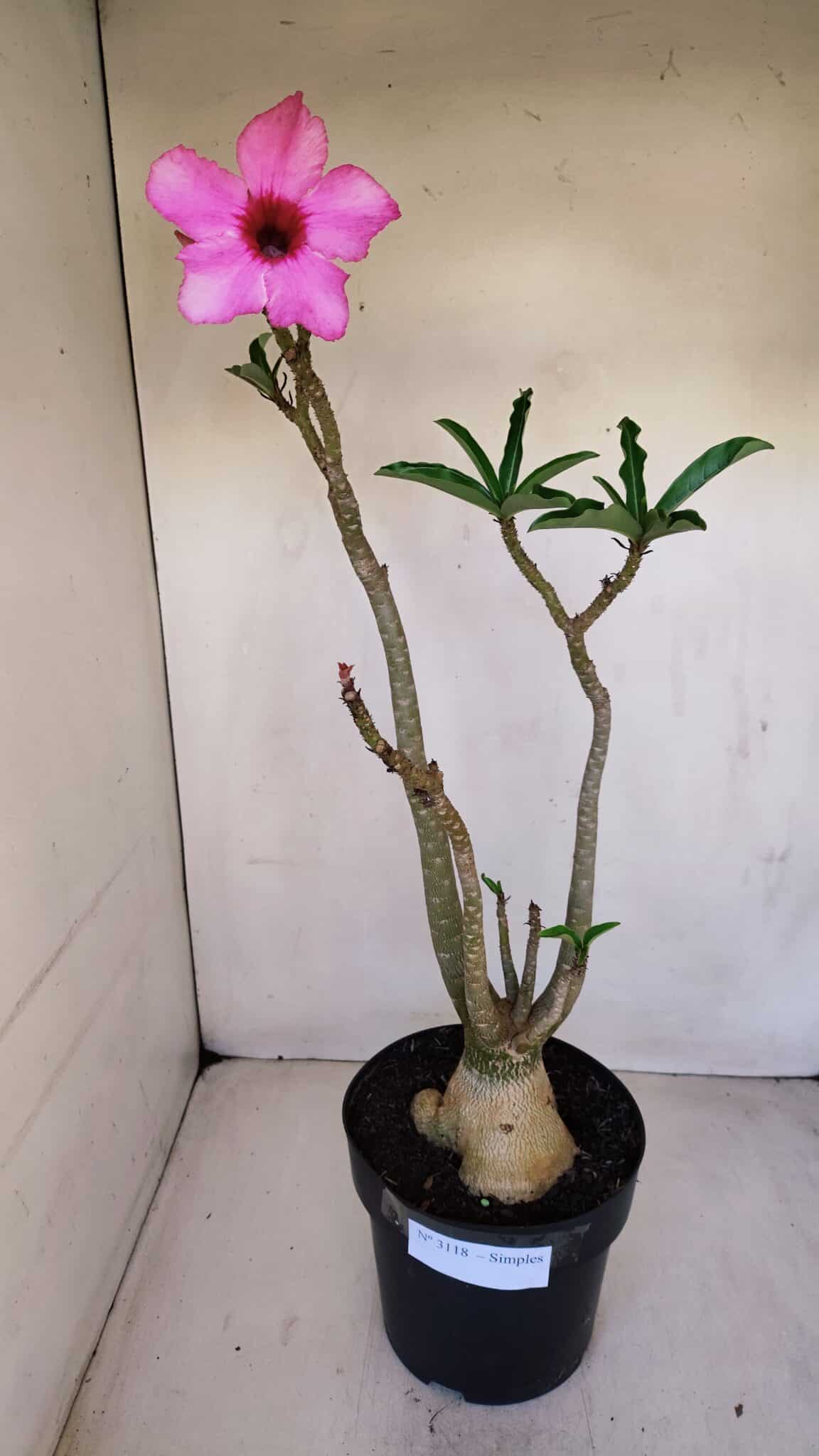 Planta Simples 3118 – 50cm – 04 anos