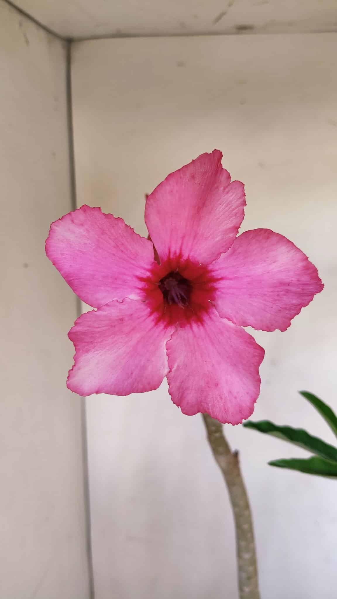 Planta Simples 3118 – 50cm – 04 anos