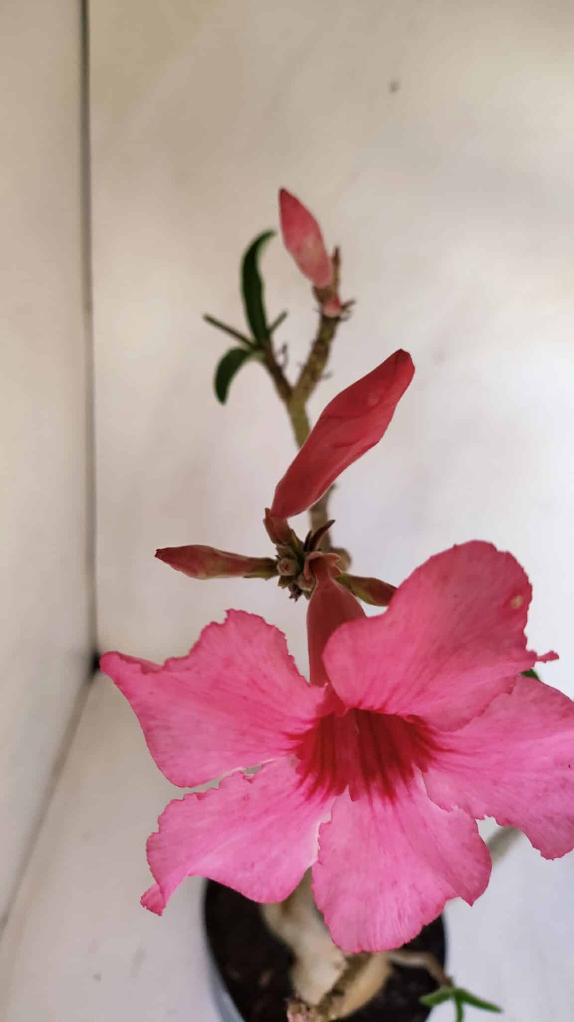 Planta Simples 3118 – 50cm – 04 anos
