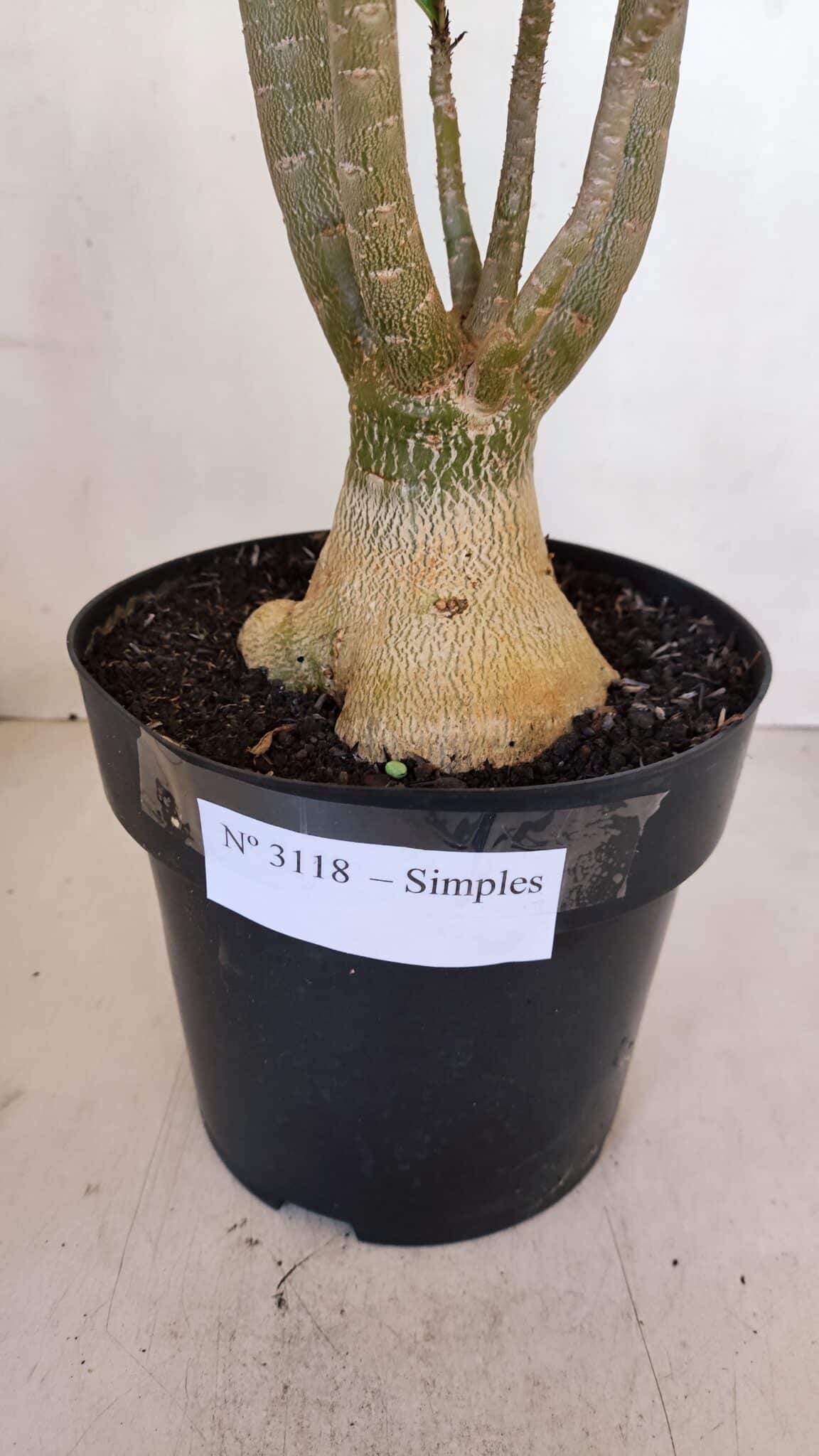 Planta Simples 3118 – 50cm – 04 anos