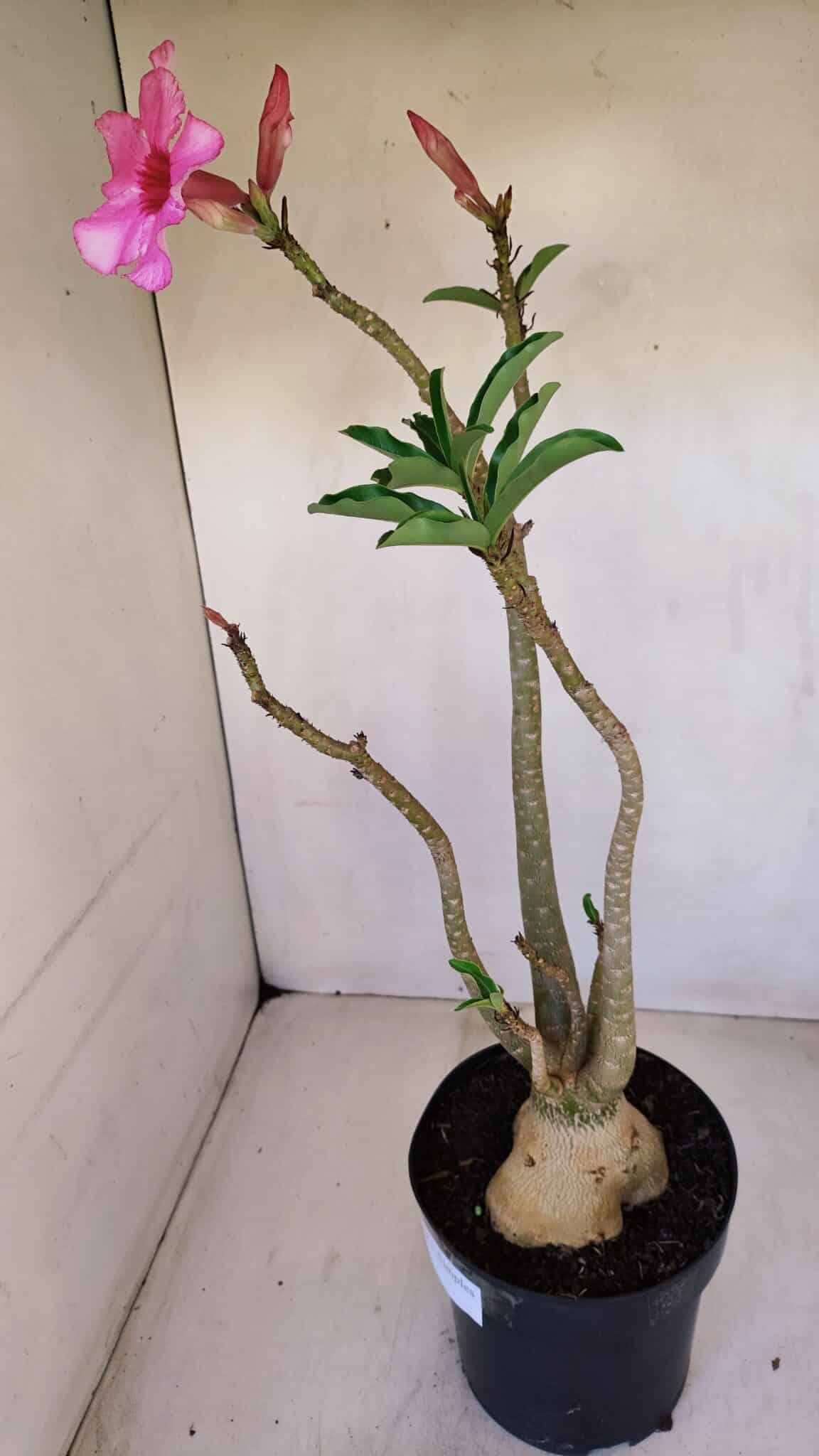 Planta Simples 3118 – 50cm – 04 anos