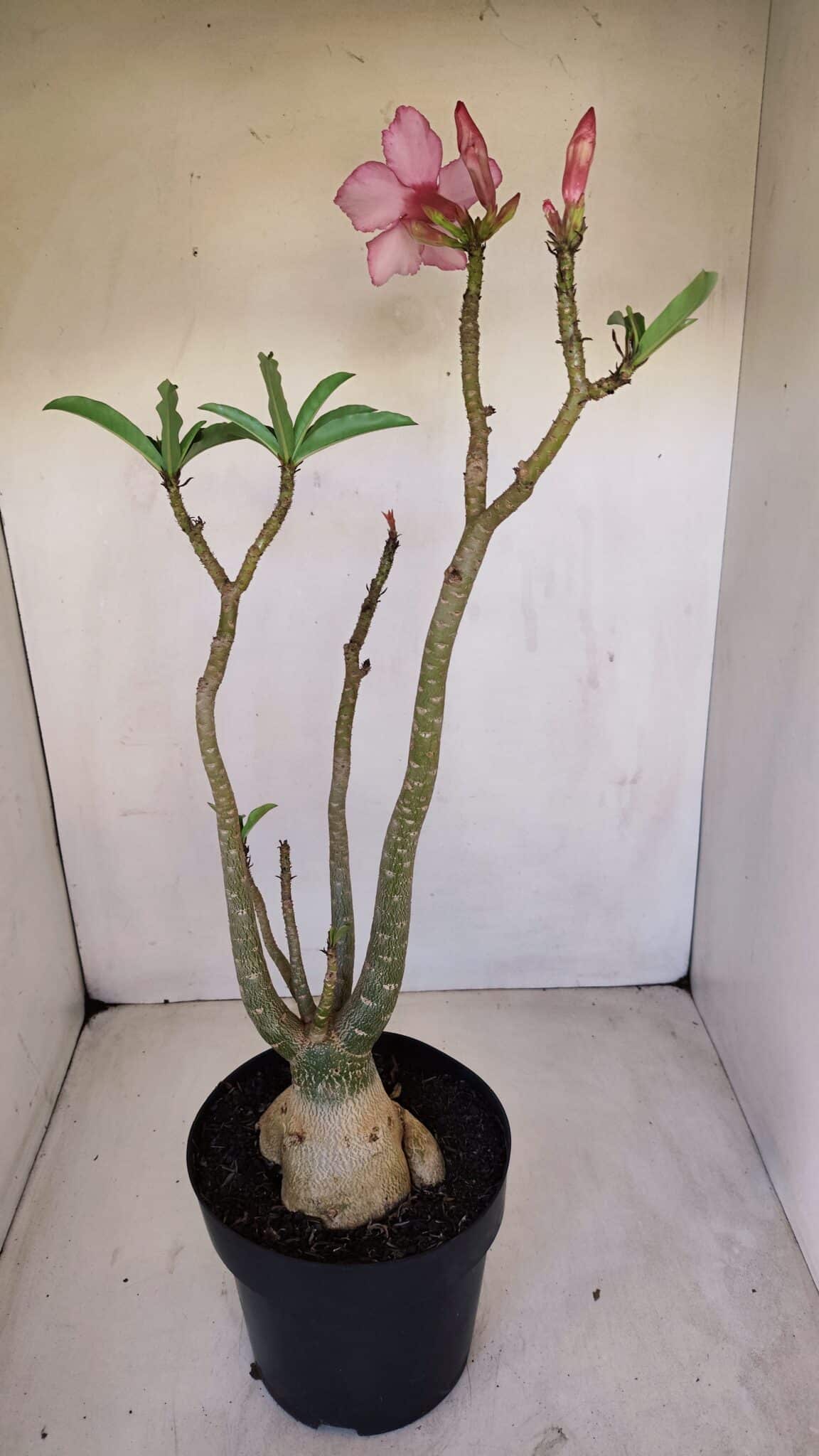 Planta Simples 3118 – 50cm – 04 anos