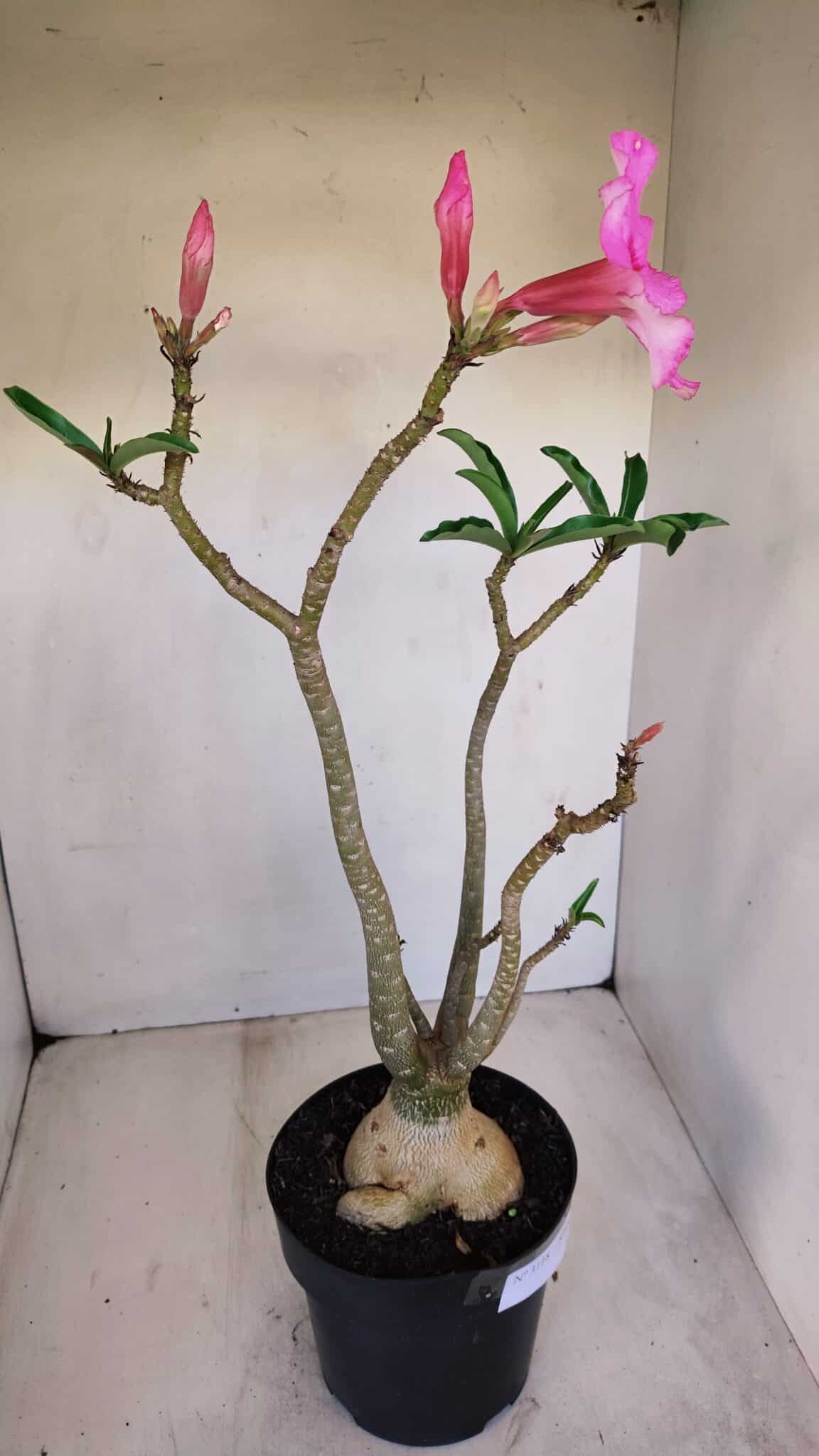 Planta Simples 3118 – 50cm – 04 anos