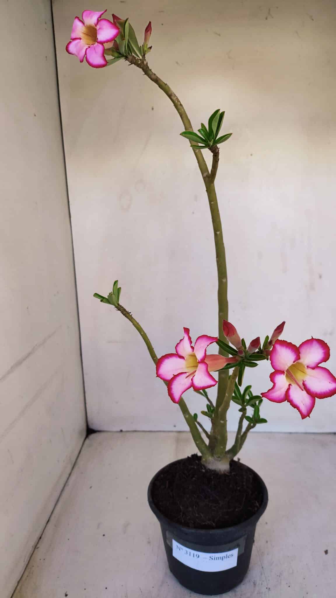 Planta Simples 3119 – 30cm – 03 anos