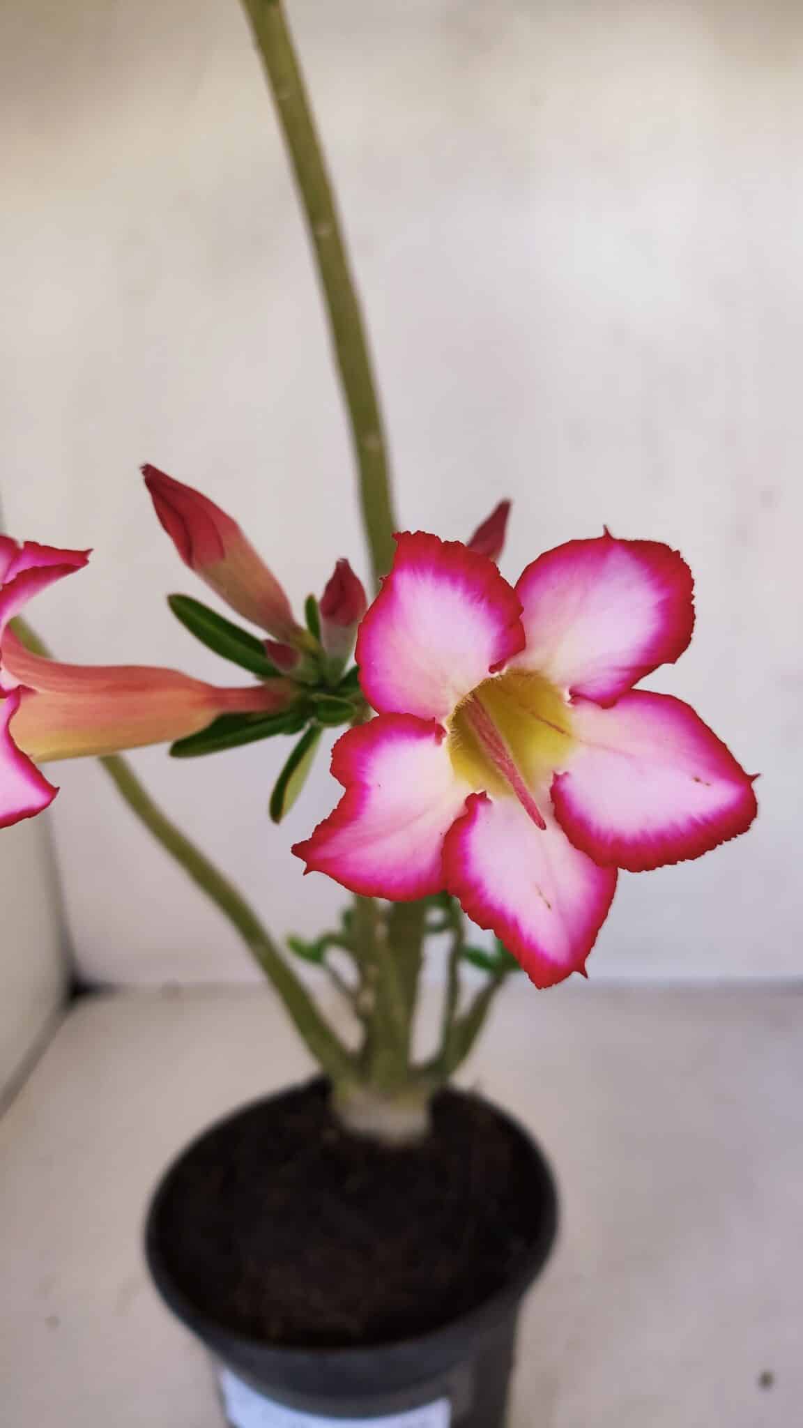 Planta Simples 3119 – 30cm – 03 anos