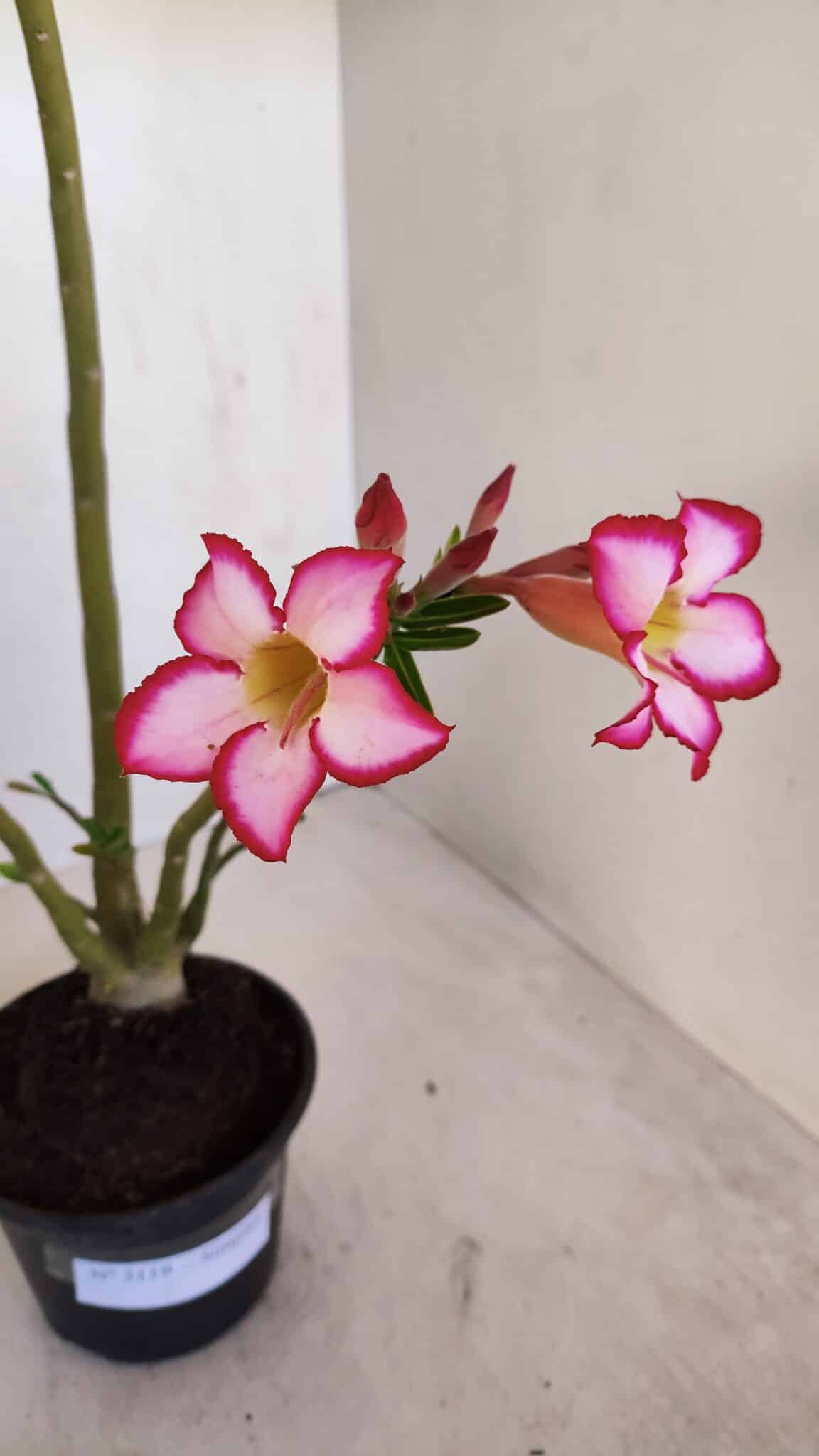 Planta Simples 3119 – 30cm – 03 anos