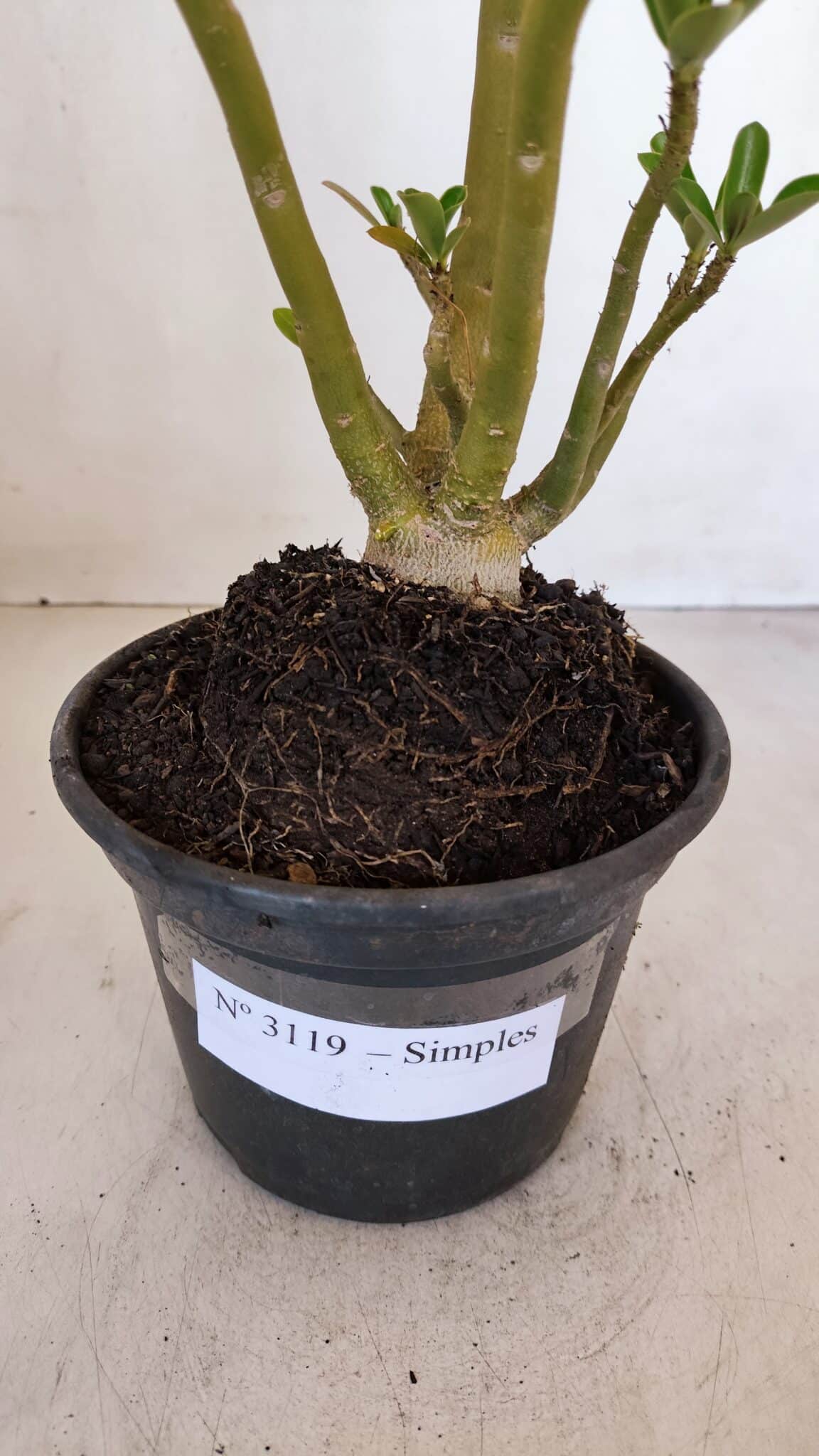 Planta Simples 3119 – 30cm – 03 anos