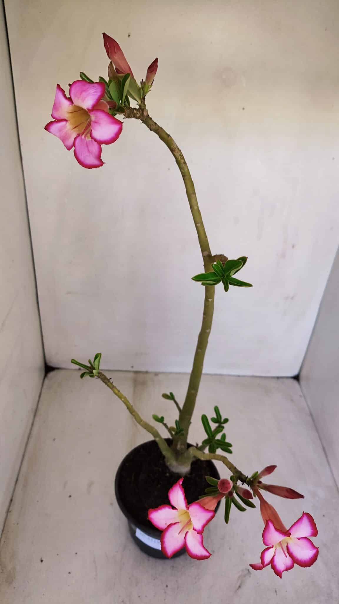 Planta Simples 3119 – 30cm – 03 anos