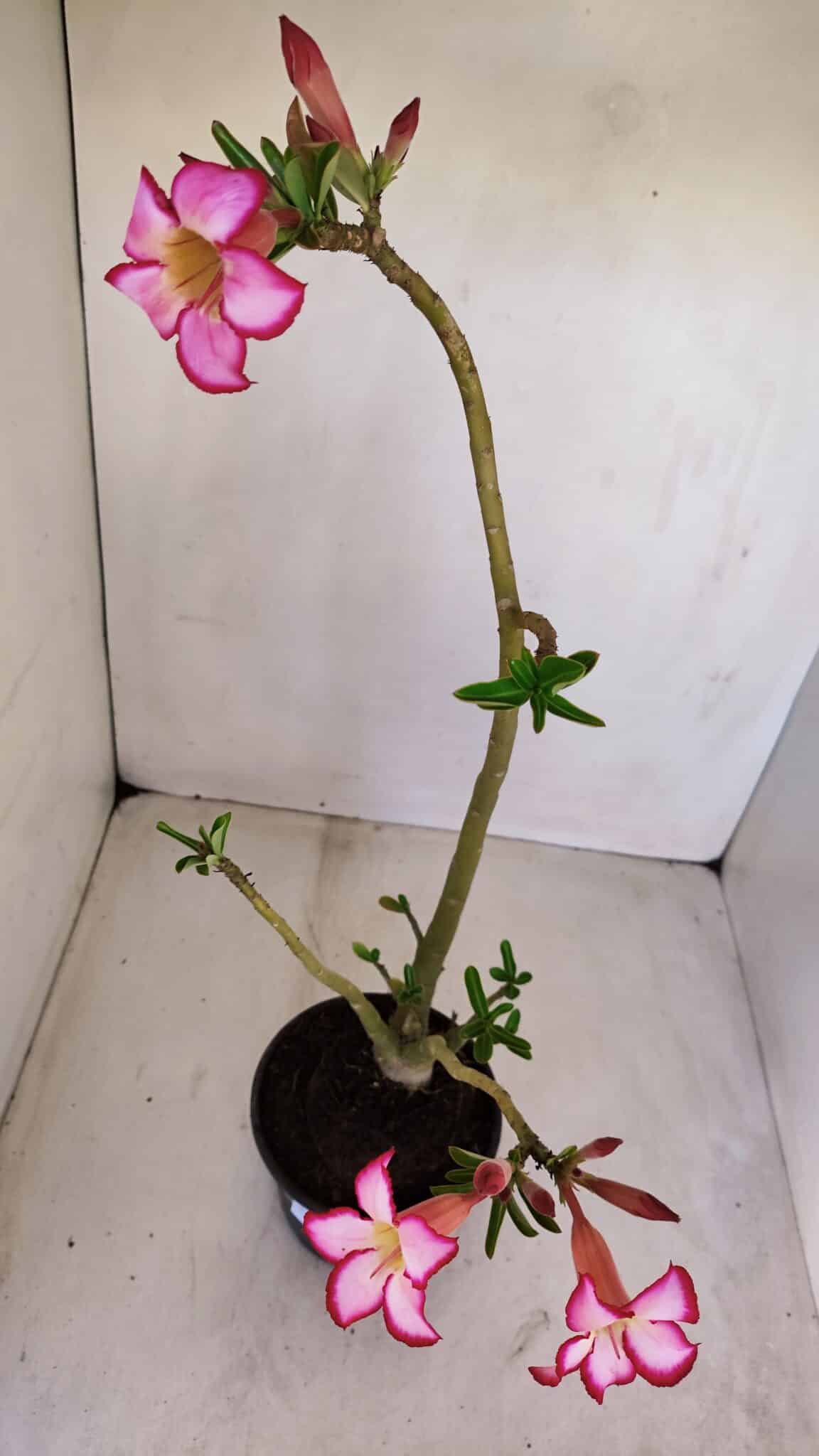 Planta Simples 3119 – 30cm – 03 anos
