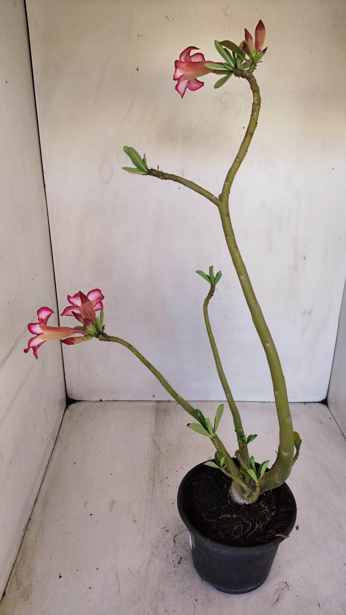 Planta Simples 3119 – 30cm – 03 anos