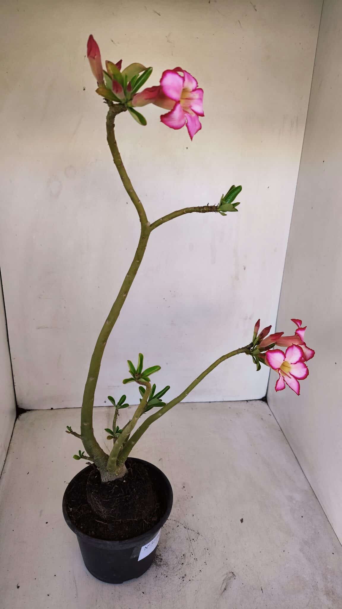 Planta Simples 3119 – 30cm – 03 anos