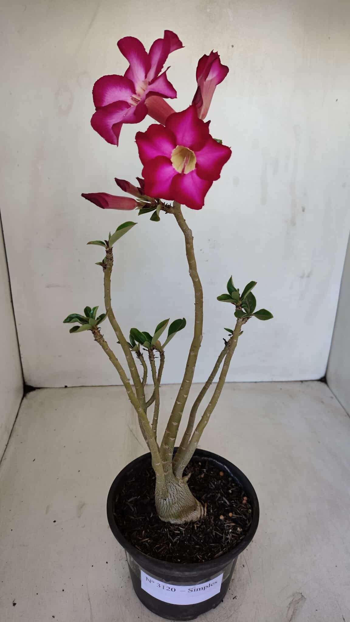 Planta Simples 3120 – 30cm – 03 anos