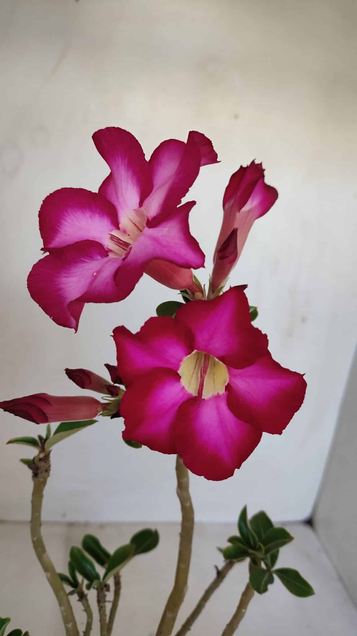 Planta Simples 3120 – 30cm – 03 anos