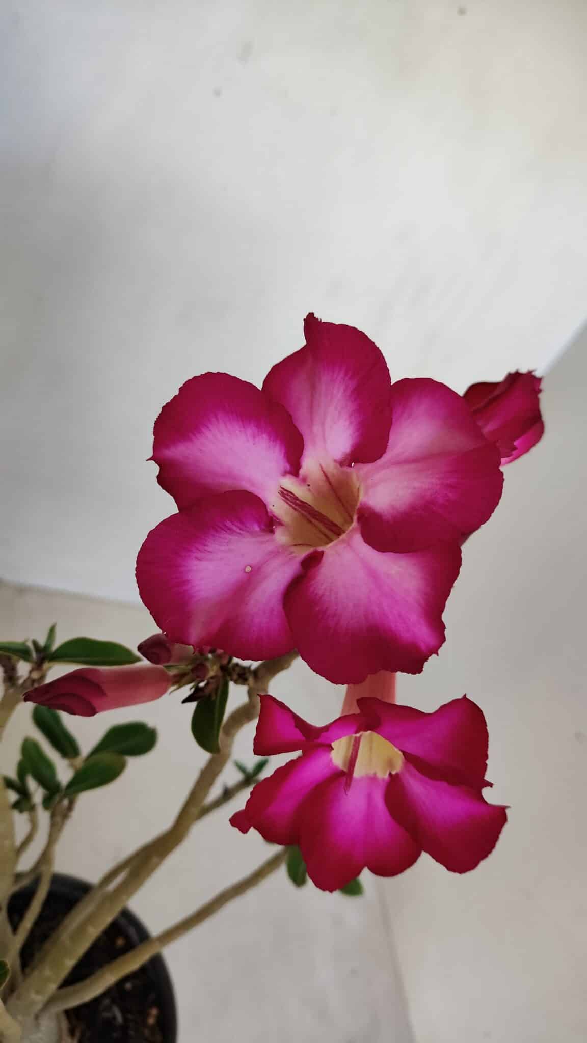 Planta Simples 3120 – 30cm – 03 anos